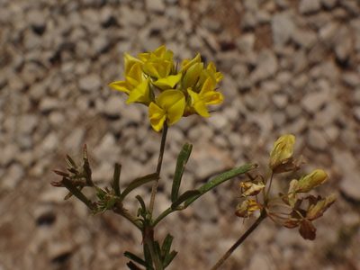 Medicago prostrata, photographed by Christian Berg