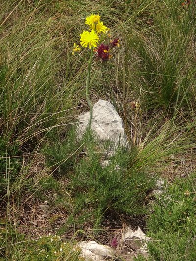 Crepis chondrilloides, photographed by Christian Berg