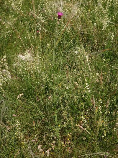 Carduus collinus, photographed by Christian Berg