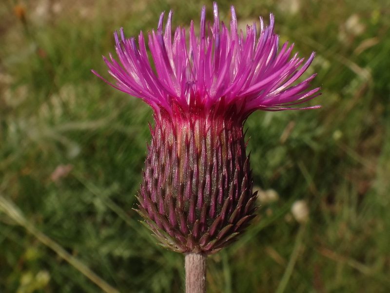 Carduus collinus, photographed by Christian Berg