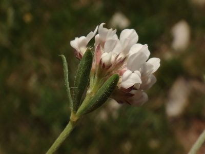 Lotus germanicus, photographed by Christian Berg