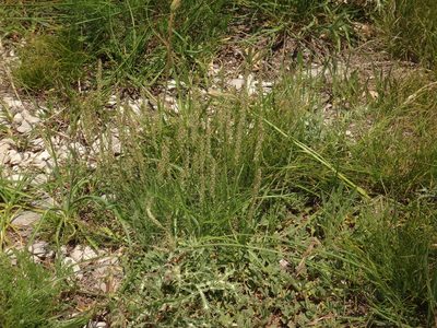 Plantago subulata, photographed by Christian Berg