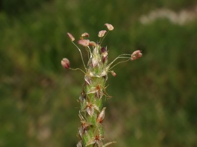 Plantago subulata, photographed by Christian Berg