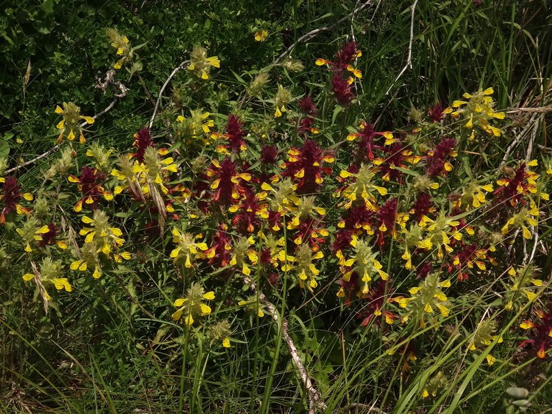 Melampyrum barbatum, photographed by Christian Berg