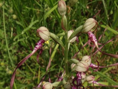 Himantoglossum adriaticum, photographed by Christian Berg
