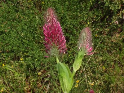 Trifolium rubens, photographed by Christian Berg