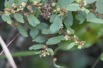 Bridelia stipularis, photographed by Dinesh Valke