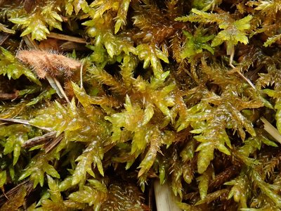 Entodon concinnus, photographed by Christian Berg