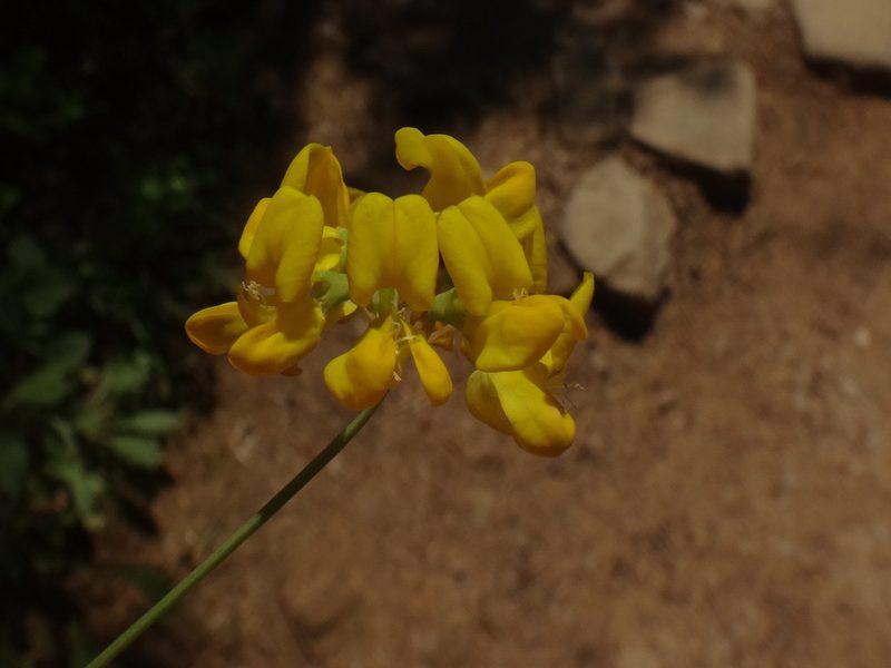 Coronilla coronata, photographed by Christian Berg