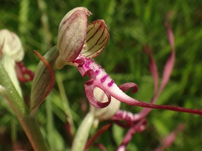 Himantoglossum adriaticum, photographed by Christian Berg