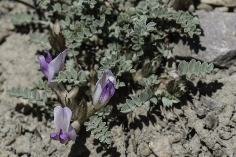 Astragalus piutensis, photographed by Craig Martin