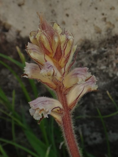 Orobanche picridis, photographed by Christian Berg