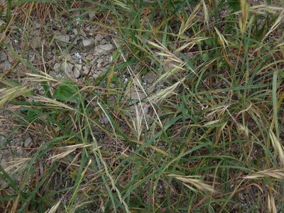 Bromus madritensis, photographed by Christian Berg