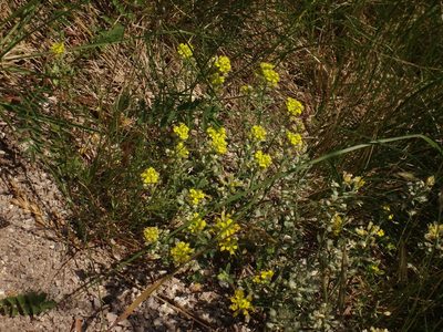 Alyssum austrodalmaticum, photographed by Christian Berg