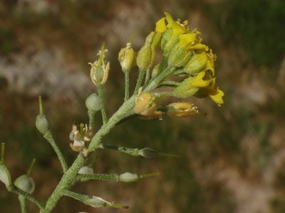 Alyssum austrodalmaticum, photographed by Christian Berg