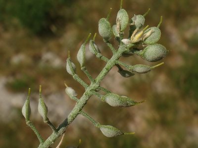 Alyssum austrodalmaticum, photographed by Christian Berg