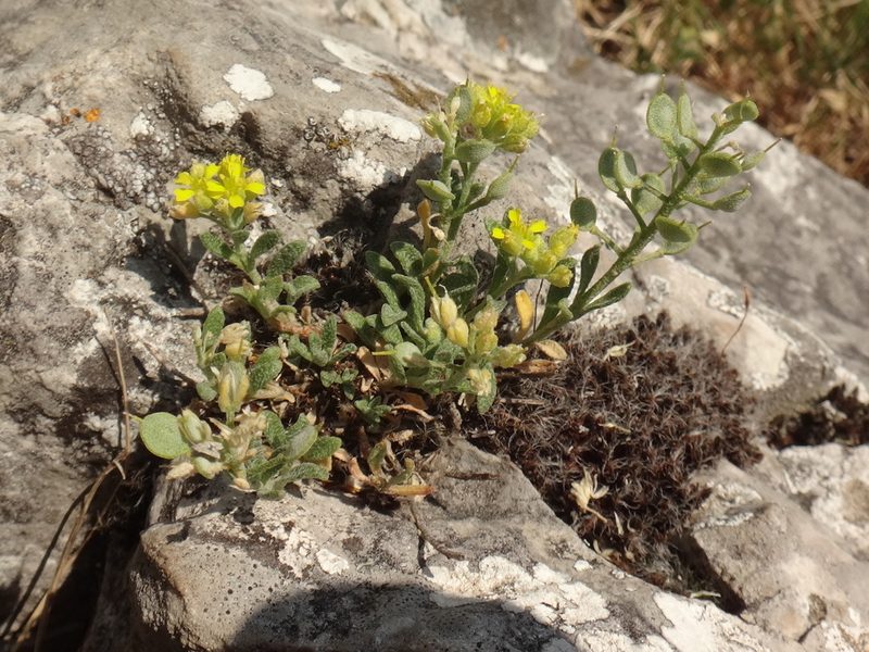 Alyssum austrodalmaticum, photographed by Christian Berg