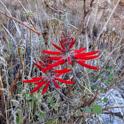 Erythrina flabelliformis, photographed by Andrew Tree