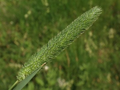 Phleum bertolonii, photographed by Christian Berg