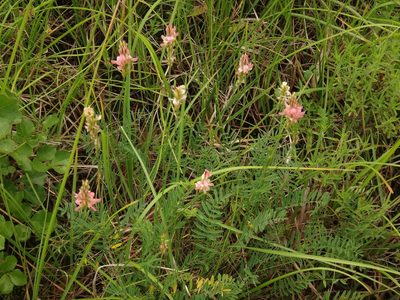 Onobrychis arenaria, photographed by Christian Berg
