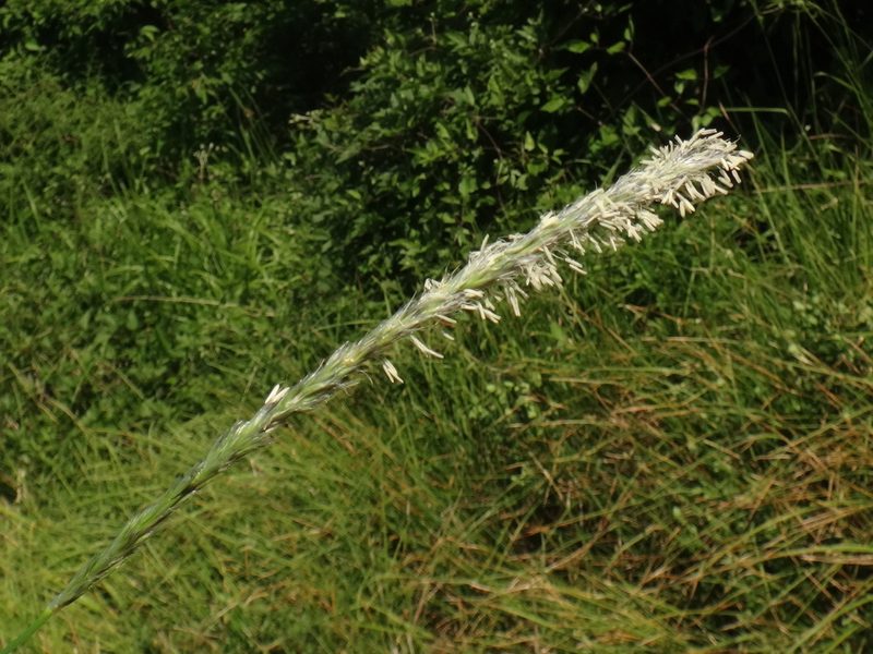 Sesleria autumnalis, photographed by Christian Berg