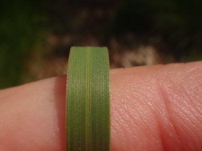 Sesleria autumnalis, photographed by Christian Berg
