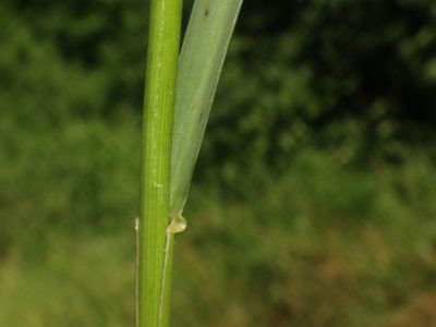 Sesleria autumnalis, photographed by Christian Berg