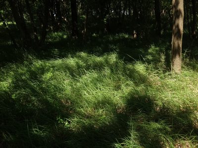 Sesleria autumnalis, photographed by Christian Berg