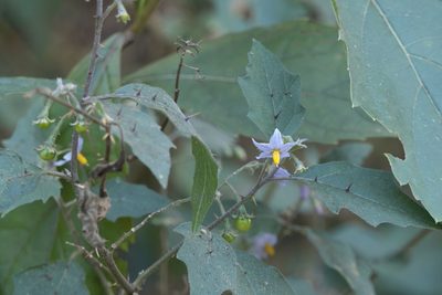 Solanum hovei, photographed by Dinesh Valke