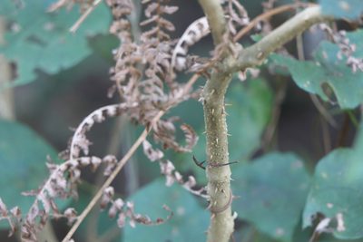 Solanum hovei, photographed by Dinesh Valke