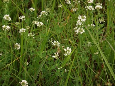 Lotus herbaceus, photographed by Christian Berg