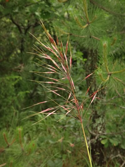 Chrysopogon gryllus, photographed by Christian Berg
