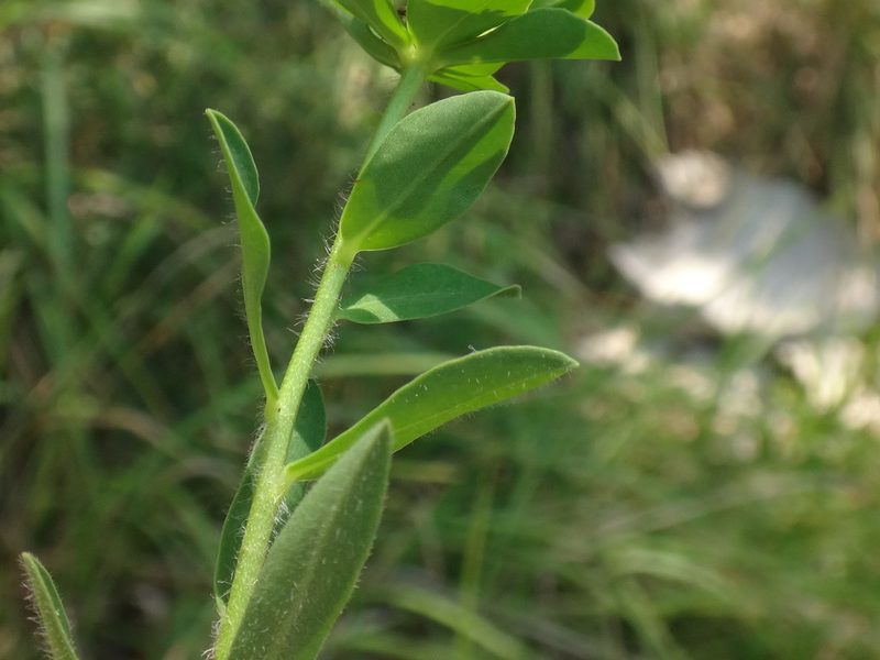 Euphorbia fragifera, photographed by Christian Berg