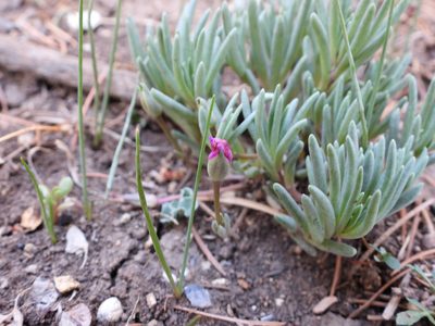 Phemeranthus brevicaulis, photographed by Leticia Jiménez Hernández