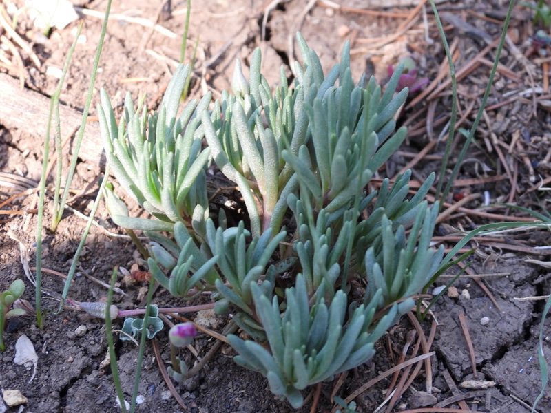 Phemeranthus brevicaulis, photographed by Leticia Jiménez Hernández