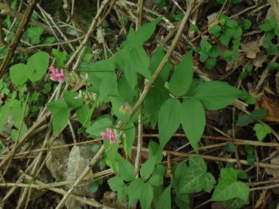 Lathyrus venetus, photographed by Christian Berg
