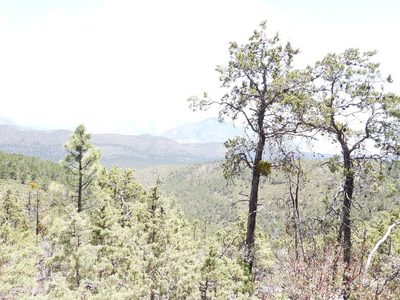 Pinus greggii, photographed by Leticia Jiménez Hernández