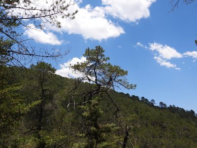 Pinus greggii, photographed by Leticia Jiménez Hernández