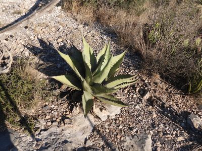 Agave asperrima, photographed by Leticia Jiménez Hernández