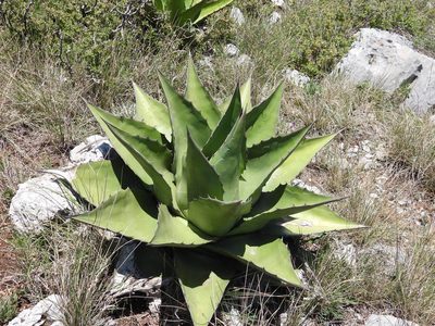 Agave gentryi, photographed by Leticia Jiménez Hernández