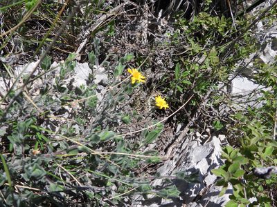 Heterotheca mucronata, photographed by Leticia Jiménez Hernández