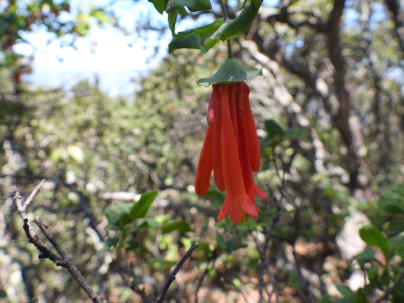 Lonicera pilosa, photographed by Leticia Jiménez Hernández