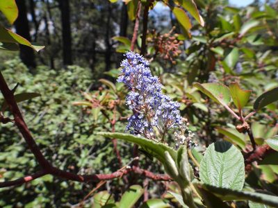 Ceanothus caeruleus, photographed by Leticia Jiménez Hernández