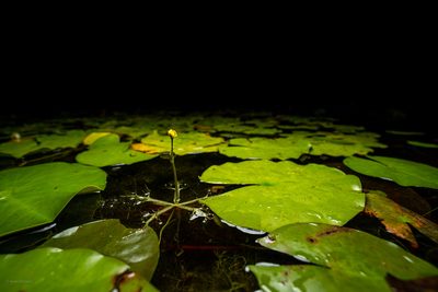Utricularia radiata, photographed by evangrimes
