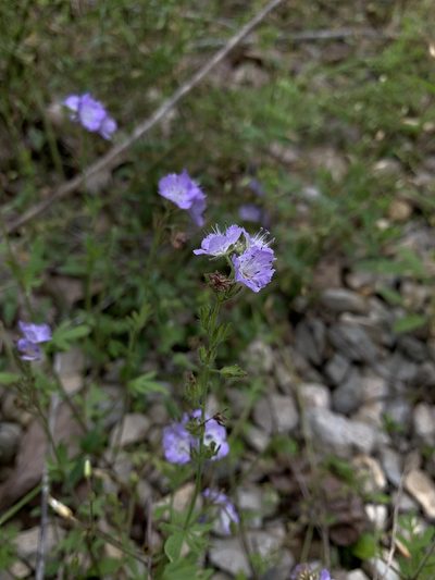 Phacelia gilioides, photographed by pamelabarnabee