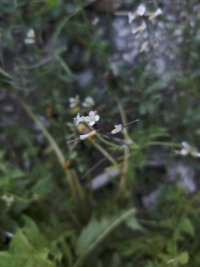 Boechera quebecensis, photographed by Marc-Aurèle Vallée