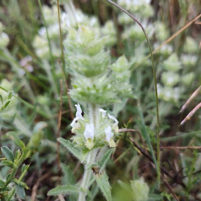 Sideritis hirsuta, photographed by Quentin Groom
