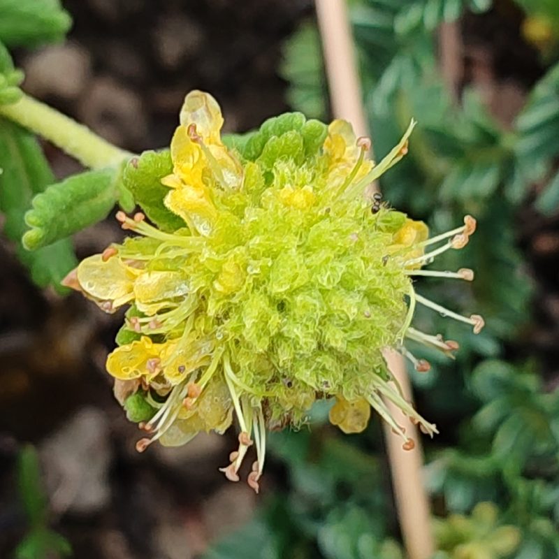 Teucrium aureum, photographed by Quentin Groom