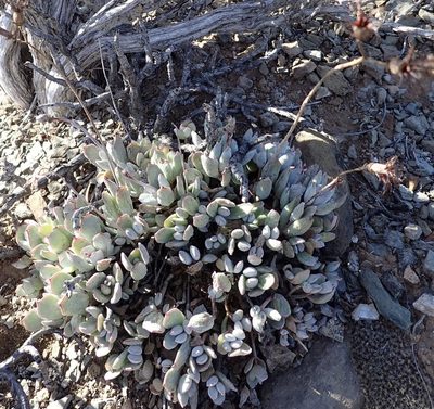 Cotyledon papillaris, photographed by Nicola van Berkel
