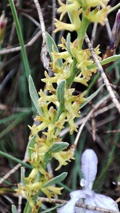 Thymelaea pubescens, photographed by Quentin Groom